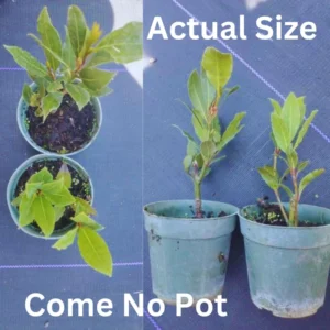 Combo 2 Laurus Nobilis Bay Leaf Trees, Bay Laurel Sweet Bay Live Plants for Planting, Fragrant Bayleaf Tree, No Pot, Well-Rooted Plant Live