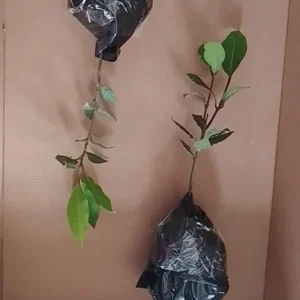 Combo 2 Laurus Nobilis Bay Leaf Trees, Bay Laurel Sweet Bay Live Plants for Planting, Fragrant Bayleaf Tree, No Pot, Well-Rooted Plant Live