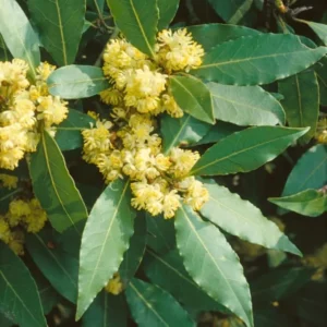 Set 2 Laurus Nobilis Bay Leaf Trees Live Plants, 4-7 Inc Bay Laurel Sweet Bay Live Plant for Planting, Fragrant Bayleaf Tree, No Pot, Well-Rooted Plant Live