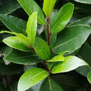 Laurus Nobilis Bay Leaf Tree Plant Live, 4 to 7 Inc Bay Laurel Sweet Bay Live Plant for Planting, Fragrant Bayleaf Tree, Bare Root, Well-Rooted Plant Live