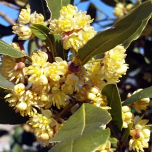 Laurus Nobilis Bay Leaf Tree Plant Live, 4 to 7 Inc Bay Laurel Sweet Bay Live Plant for Planting, Fragrant Bayleaf Tree, Bare Root, Well-Rooted Plant Live