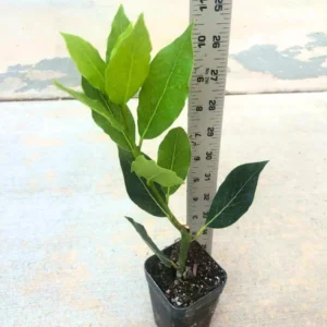 Laurus Nobilis Live Plant, Bay Leaf Tree Plant Live, Bay Laurel Sweet Bay Live Plant for Planting, Fragrant Bayleaf Tree, Bare Root, 4 to 7 Inc Well-Rooted Plant Live