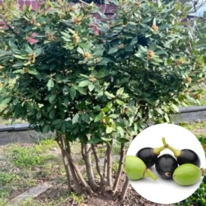 Pack 2 Bay Leaf Trees Live Plants, Laurus Nobilis Trees Live Plants, Sweet Bay Plant Live, Fragrant Bayleaf Tree, Laurel Bay Leaves Bare Root, 4 to 7 Inc Well-Rooted Plant Live