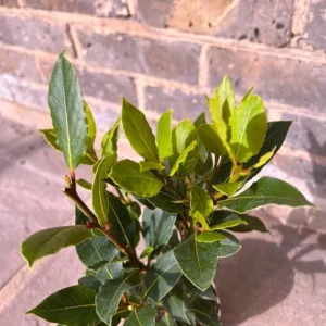 Pack 2 Bay Leaf Trees Live Plants, Laurus Nobilis Trees Live Plants, Sweet Bay Plant Live, Fragrant Bayleaf Tree, Laurel Bay Leaves Bare Root, 4 to 7 Inc Well-Rooted Plant Live