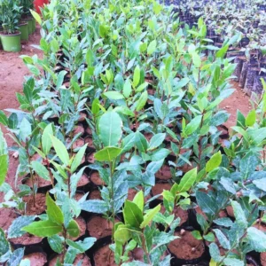 Pack 2 Bay Leaf Trees Live Plants, Laurus Nobilis Trees Live Plants, Sweet Bay Plant Live, Fragrant Bayleaf Tree, Laurel Bay Leaves Bare Root, 4 to 7 Inc Well-Rooted Plant Live