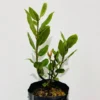 2 Set Bay Laurel Plants, Bay Leaf Trees Live Plants, Laurus Nobilis Trees Live Plants, Sweet Bay Plant Live Bare Root, 4 to 7 Inc Well-Rooted Plant Live