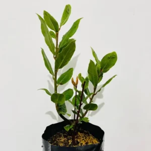 2 Set Bay Laurel Plants, Bay Leaf Trees Live Plants, Laurus Nobilis Trees Live Plants, Sweet Bay Plant Live Bare Root, 4 to 7 Inc Well-Rooted Plant Live
