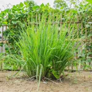 Combo 6 Big Lemon Grass Plants for Outside, Lemongrass Plants Live, No Pot, Well Rooted, Trim Back, Fresh Fragrant Lemon Grass Stalks Plants for Outside Live