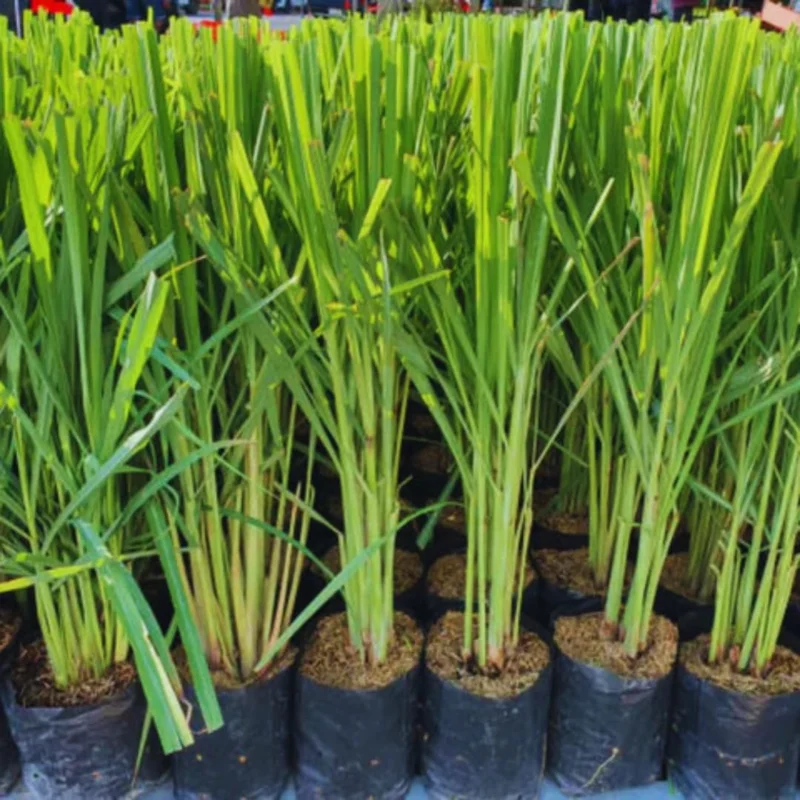 Large Combo 20 Lemon Grass Stalks Plants for Outside Live, Bare Root Lemongrass Plants Live Fresh Well-Rooted, Lemongrass Herb Plants
