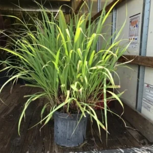 Large Combo 20 Lemon Grass Stalks Plants for Outside Live, Bare Root Lemongrass Plants Live Fresh Well-Rooted, Lemongrass Herb Plants
