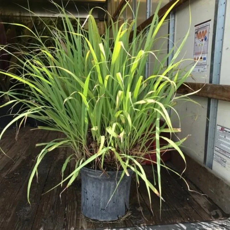 Large Combo 20 Lemon Grass Stalks Plants for Outside Live, Bare Root Lemongrass Plants Live Fresh Well-Rooted, Lemongrass Herb Plants