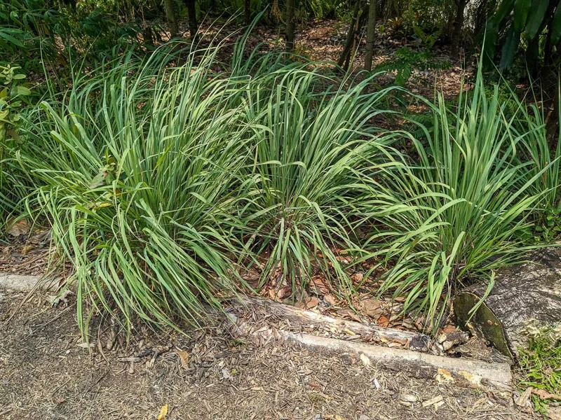 Large Combo 20 Lemon Grass Stalks Plants for Outside Live, Bare Root Lemongrass Plants Live Fresh Well-Rooted, Lemongrass Herb Plants