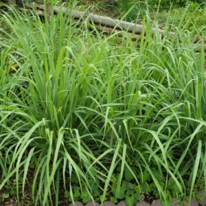 Large Combo 20 Lemon Grass Stalks Plants for Outside Live, Bare Root Lemongrass Plants Live Fresh Well-Rooted, Lemongrass Herb Plants