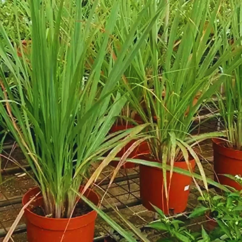 Combo 8 Big Lemon Grass Plants for Outside, Lemongrass Plants Live, No Pot, Well Rooted, Trim Back, Fresh Fragrant Lemon Grass Stalks Plants for Outside Live