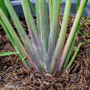 Combo 8 Big Lemon Grass Plants for Outside, Lemongrass Plants Live, No Pot, Well Rooted, Trim Back, Fresh Fragrant Lemon Grass Stalks Plants for Outside Live