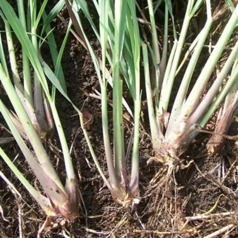 Combo 8 Big Lemon Grass Plants for Outside, Lemongrass Plants Live, No Pot, Well Rooted, Trim Back, Fresh Fragrant Lemon Grass Stalks Plants for Outside Live