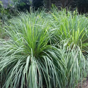 Combo 10 Big Lemon Grass Plants for Outside, Lemongrass Plants Live, No Pot, Well Rooted, Trim Back, Fresh Fragrant Lemon Grass Stalks Plants for Outside Live