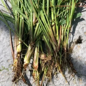 Combo 10 Big Lemon Grass Plants for Outside, Lemongrass Plants Live, No Pot, Well Rooted, Trim Back, Fresh Fragrant Lemon Grass Stalks Plants for Outside Live
