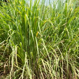 Combo 10 Big Lemon Grass Plants for Outside, Lemongrass Plants Live, No Pot, Well Rooted, Trim Back, Fresh Fragrant Lemon Grass Stalks Plants for Outside Live