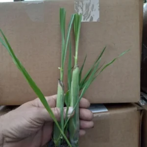 Combo 10 Big Lemon Grass Plants for Outside, Lemongrass Plants Live, No Pot, Well Rooted, Trim Back, Fresh Fragrant Lemon Grass Stalks Plants for Outside Live