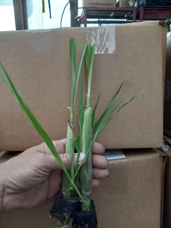 Combo 10 Big Lemon Grass Plants for Outside, Lemongrass Plants Live, No Pot, Well Rooted, Trim Back, Fresh Fragrant Lemon Grass Stalks Plants for Outside Live