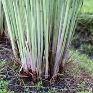 Combo 15 Big Lemon Grass Plants for Outside, Lemongrass Plants Live, No Pot, Well Rooted, Trim Back, Fresh Fragrant Lemon Grass Stalks Plants for Outside Live