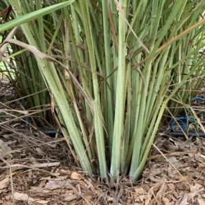 Combo 15 Big Lemon Grass Plants for Outside, Lemongrass Plants Live, No Pot, Well Rooted, Trim Back, Fresh Fragrant Lemon Grass Stalks Plants for Outside Live