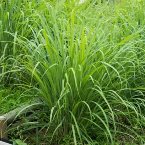 Combo 10 Big Lemon Grass Plants for Outside, Lemongrass Plants Live, No Pot, Well Rooted, Trim Back, Fresh Fragrant Lemon Grass Stalks Plants for Outside Live