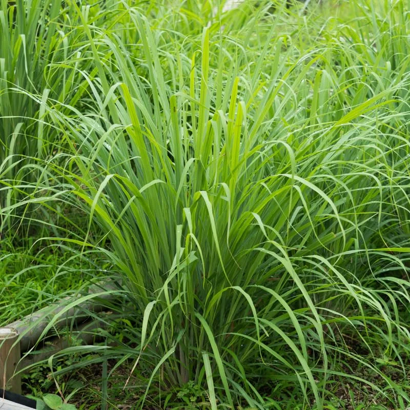 Combo 10 Big Lemon Grass Plants for Outside, Lemongrass Plants Live, No Pot, Well Rooted, Trim Back, Fresh Fragrant Lemon Grass Stalks Plants for Outside Live