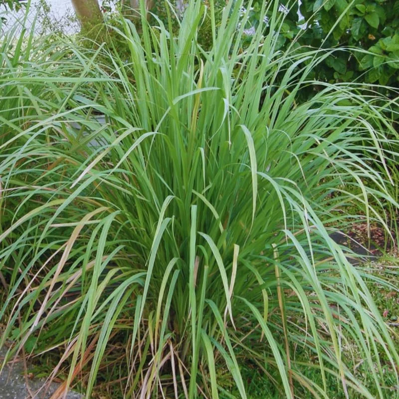 Combo 10 Big Lemon Grass Plants for Outside, Lemongrass Plants Live, No Pot, Well Rooted, Trim Back, Fresh Fragrant Lemon Grass Stalks Plants for Outside Live