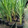 Combo 10 Big Lemon Grass Plants for Outside, Lemongrass Plants Live, No Pot, Well Rooted, Trim Back, Fresh Fragrant Lemon Grass Stalks Plants for Outside Live