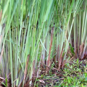 Combo 10 Big Lemon Grass Plants for Outside, Lemongrass Plants Live, No Pot, Well Rooted, Trim Back, Fresh Fragrant Lemon Grass Stalks Plants for Outside Live