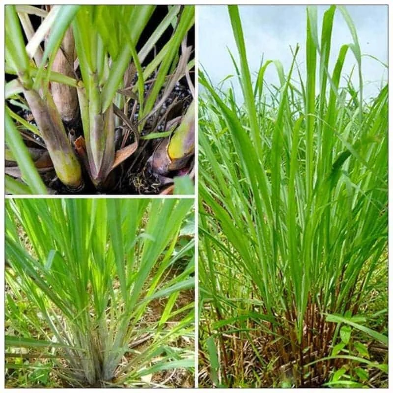 Large Combo 6 Lemon Grass Stalks Plants for Outside Live, Bare Root Lemongrass Plants Live Fresh Well-Rooted, Lemongrass Herb Plants