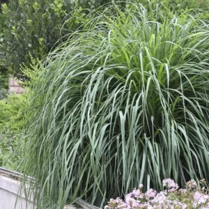 Large Combo 6 Lemon Grass Stalks Plants for Outside Live, Bare Root Lemongrass Plants Live Fresh Well-Rooted, Lemongrass Herb Plants