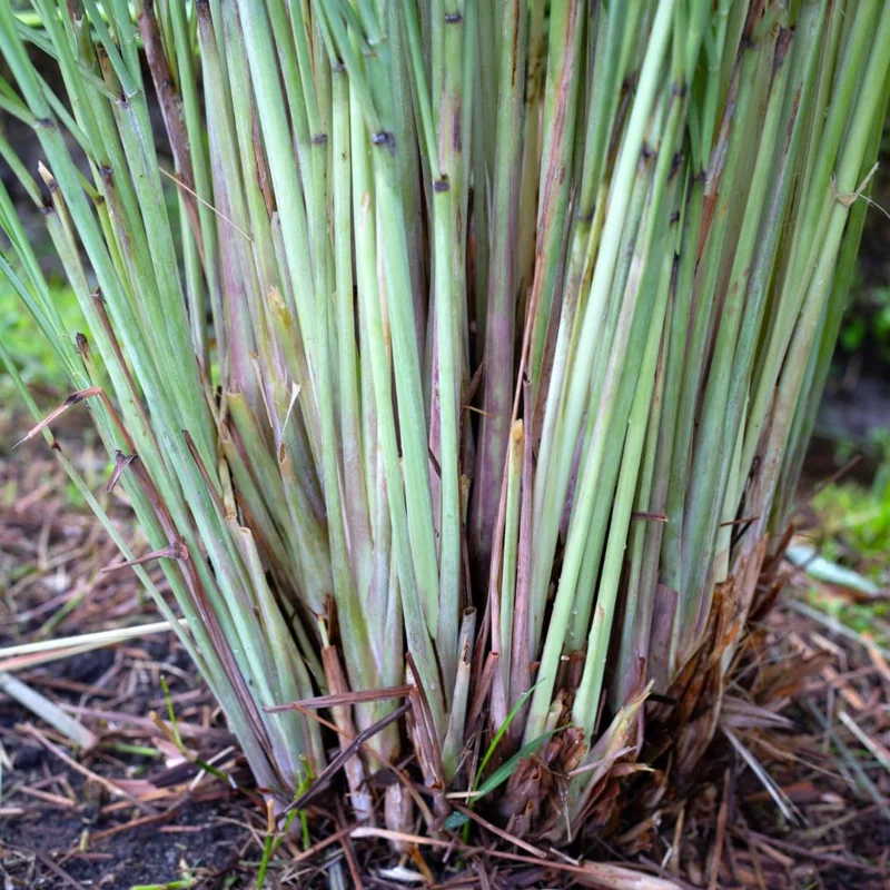 Large Combo 6 Lemon Grass Stalks Plants for Outside Live, Bare Root Lemongrass Plants Live Fresh Well-Rooted, Lemongrass Herb Plants