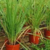 Large Combo 10 Lemon Grass Stalks Plants for Outside Live, Bare Root Lemongrass Plants Live Fresh Well-Rooted, Lemongrass Herb Plants
