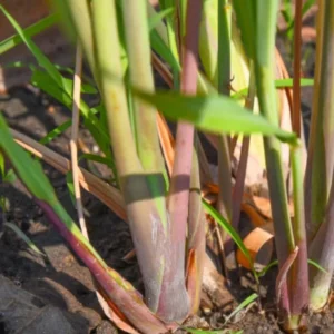 Large Combo 10 Lemon Grass Stalks Plants for Outside Live, Bare Root Lemongrass Plants Live Fresh Well-Rooted, Lemongrass Herb Plants