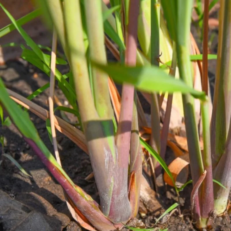Large Combo 10 Lemon Grass Stalks Plants for Outside Live, Bare Root Lemongrass Plants Live Fresh Well-Rooted, Lemongrass Herb Plants