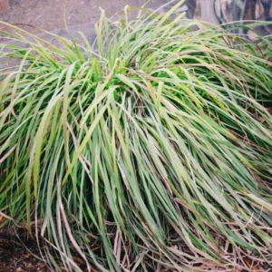 Large Combo 10 Lemon Grass Stalks Plants for Outside Live, Bare Root Lemongrass Plants Live Fresh Well-Rooted, Lemongrass Herb Plants