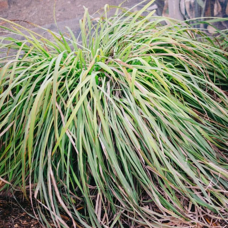 Large Combo 10 Lemon Grass Stalks Plants for Outside Live, Bare Root Lemongrass Plants Live Fresh Well-Rooted, Lemongrass Herb Plants