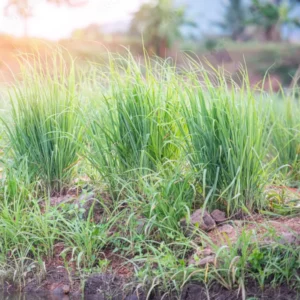 Large Combo 10 Lemon Grass Stalks Plants for Outside Live, Bare Root Lemongrass Plants Live Fresh Well-Rooted, Lemongrass Herb Plants