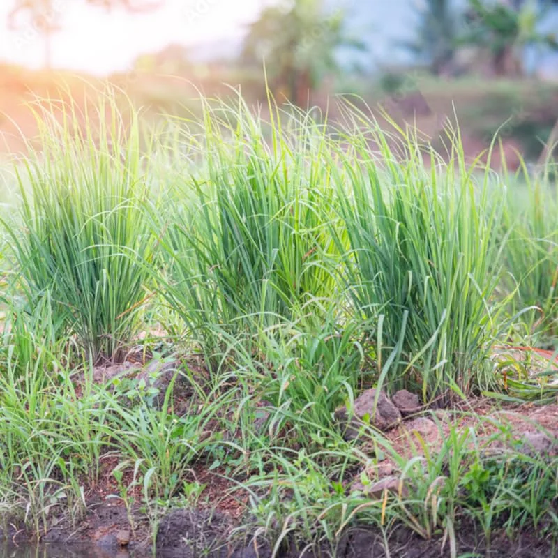 Large Combo 10 Lemon Grass Stalks Plants for Outside Live, Bare Root Lemongrass Plants Live Fresh Well-Rooted, Lemongrass Herb Plants