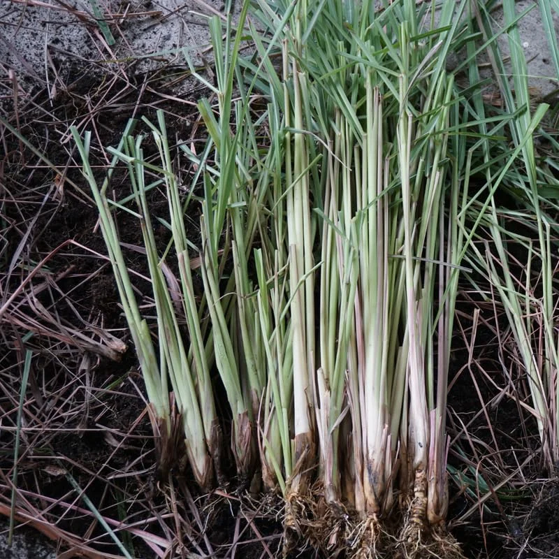 Large Combo 10 Lemon Grass Stalks Plants for Outside Live, Bare Root Lemongrass Plants Live Fresh Well-Rooted, Lemongrass Herb Plants