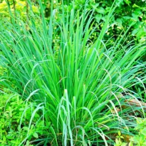 10 Large Lemon Grass Stalks Plants for Outside Live, Bare Root Lemongrass Plants Live Fresh Well-Rooted, Lemongrass Herb Plants, No Pot