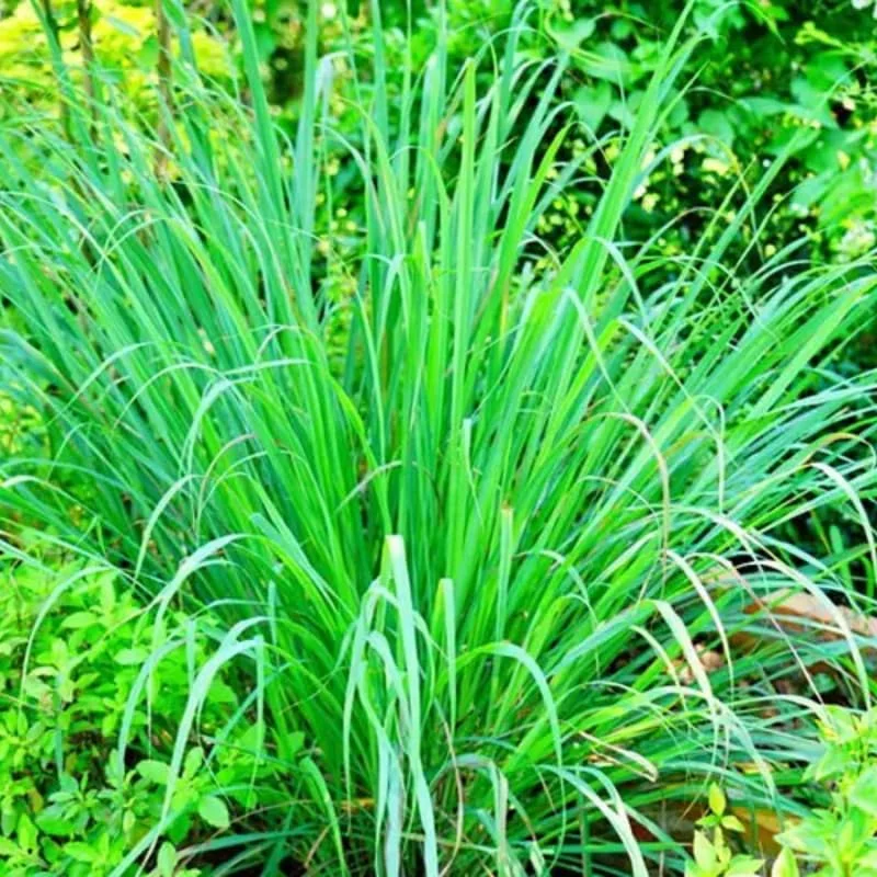 10 Large Lemon Grass Stalks Plants for Outside Live, Bare Root Lemongrass Plants Live Fresh Well-Rooted, Lemongrass Herb Plants, No Pot