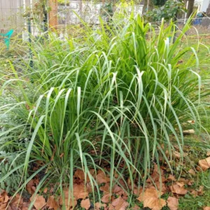 10 Large Lemon Grass Stalks Plants for Outside Live, Bare Root Lemongrass Plants Live Fresh Well-Rooted, Lemongrass Herb Plants, No Pot