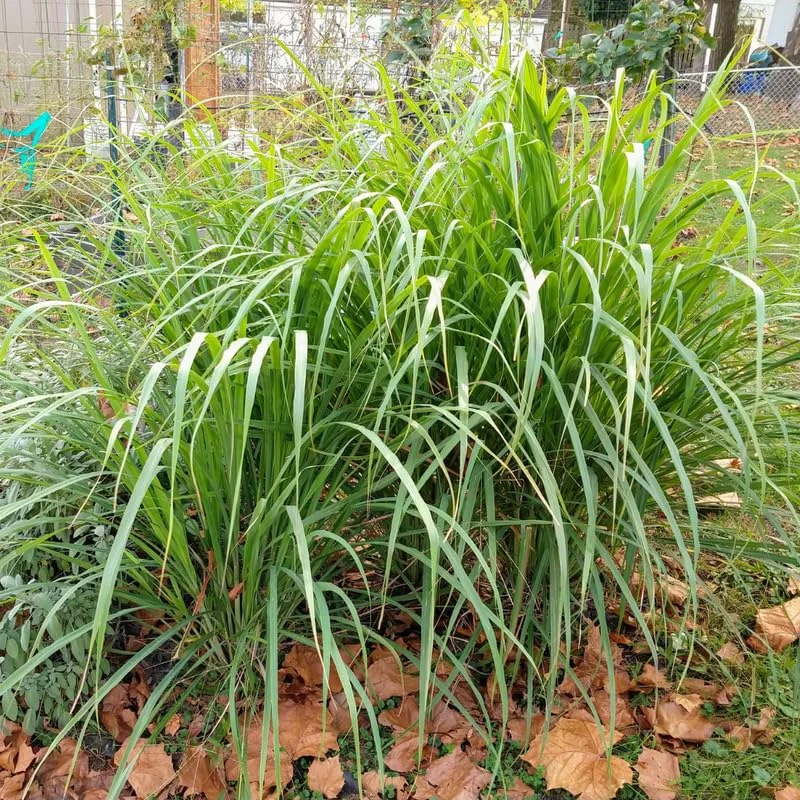 10 Large Lemon Grass Stalks Plants for Outside Live, Bare Root Lemongrass Plants Live Fresh Well-Rooted, Lemongrass Herb Plants, No Pot