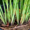 Large Combo 20 Lemon Grass Stalks Plants for Outside Live, Bare Root Lemongrass Plants Live Fresh Well-Rooted, Lemongrass Herb Plants