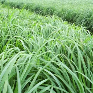 Large Combo 20 Lemon Grass Stalks Plants for Outside Live, Bare Root Lemongrass Plants Live Fresh Well-Rooted, Lemongrass Herb Plants