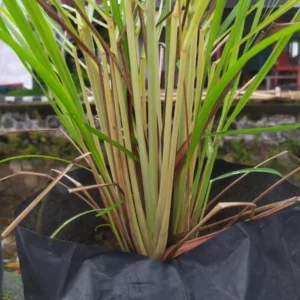 Large Combo 20 Lemon Grass Stalks Plants for Outside Live, Bare Root Lemongrass Plants Live Fresh Well-Rooted, Lemongrass Herb Plants
